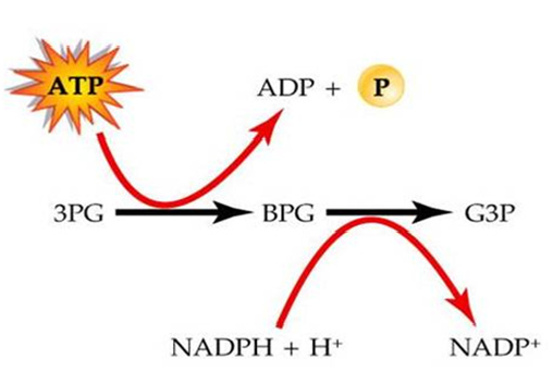 Cell Bio - Chapter 7 (Photosynthesis) - Quiz